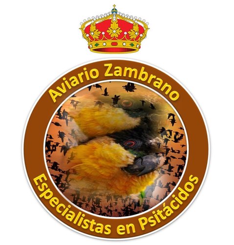 Twitter Oficial de Aviario Zambrano https://t.co/tW9EnJugpO
Especialistas en la cría y reproducción de aves exóticas 
Socio N# 15 de AZC