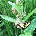 Anna Louis - @author_anna - Twitter