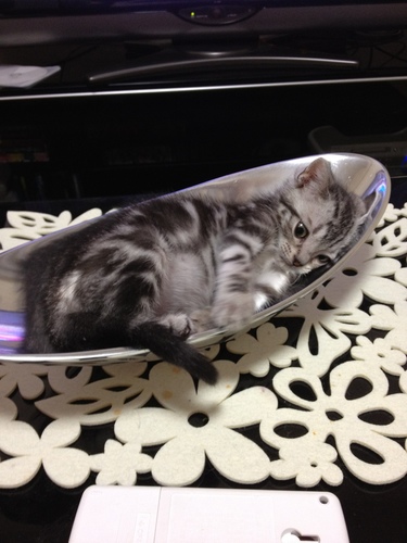 猫のなすびと産まれたての娘、やすびと相方の家族です。 斉藤和義ʕ̡̢̡*✪௰✪ૢʔ̢̡̢♡