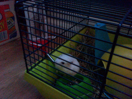 NientjeReal's profile picture. Nieuw accountt @NihadTweets