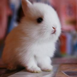かわいい うさぎ画像集 Rabbitter Tweet Twitter