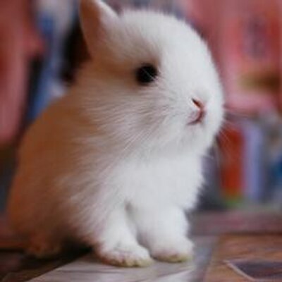 かわいい うさぎ画像集 Rabbitter Tweet Twitter