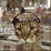 Mike DelNegro (@radiocats) Twitter profile photo