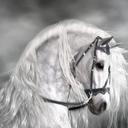 التميمي (@1977altamimi) Twitter