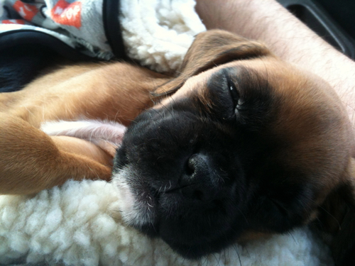 Spud_theDog's profile picture. Naturally bob-tailed boxer.