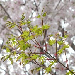 リクエストされても承諾しません。『フォローしないで』って書いてるのに、なんで申請してくるのかな？かな？