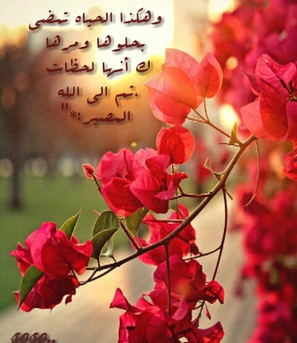 سبحــان الله♥والحمـــد لله♥ولاإله إلا الله♥والله أكبـــر♥ *** بيوت الجنه تبنى بالذكر***