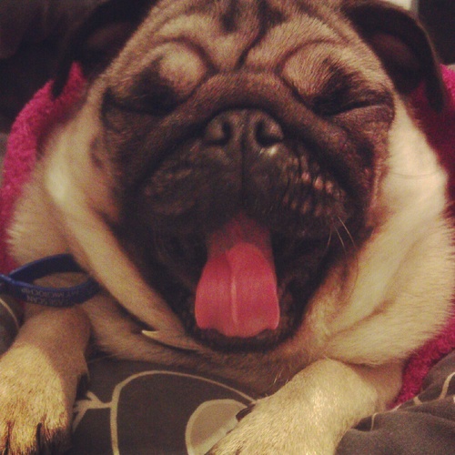 jackpuglet's profile picture. I'm Pugalicious, I make the girls go Waap Waaap; and I'm walking round the block, showing pugs what I got!