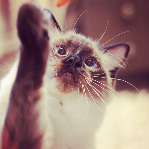 BlogiRuudolf's profile picture. Ragdoll-blogi | Kuvia, tarinoita ja karvaiset päivänpiristykset!