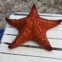 PittMed (@pittmed) 's Twitter Profile