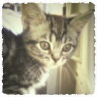 ま こ * 🐾 (@ciaoneko_0929) Twitter profile photo