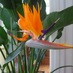Cambridgeshire NGS (@cambsngs) Twitter profile photo