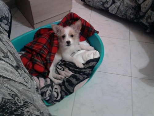 Ciao Sono Un Fake Di un cane :3  ♥♥