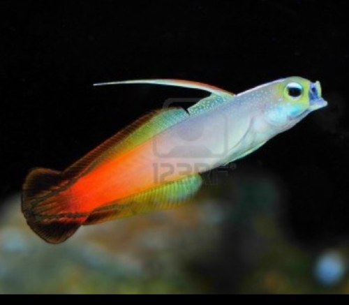 DartfishWP's profile picture. 