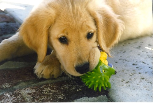 PattiSokoler's profile picture. wife/mother of two/Sped teacher/LVUSD/lifelong learner