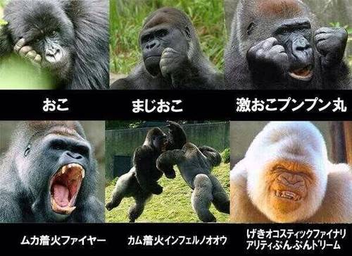 pakkipaki_g's profile picture. 