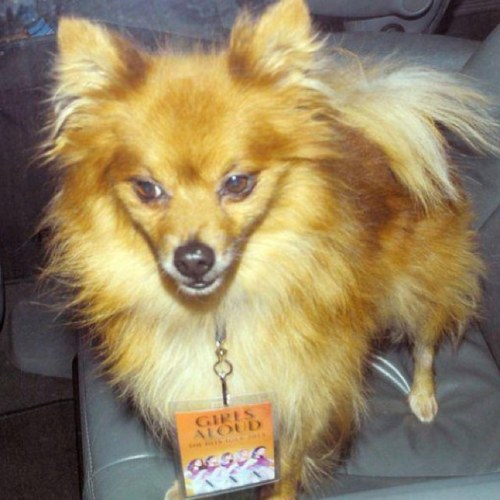 ShowbizLola's profile picture. Hey I'm Lola and I'm a TV star.♥ you might recognise me from hanging out with Parade, Fearne Cotton or Alesha Dixon. I love Droo an StepHen Lyall