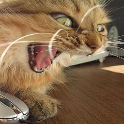 arialka's profile picture. 