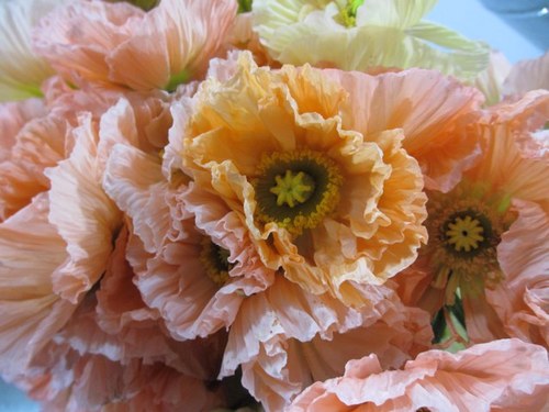 Urban Petals is Greenville's newest flower design studio! Gorgeous flowers for every occassion. urbanpetals.sc@gmail.com