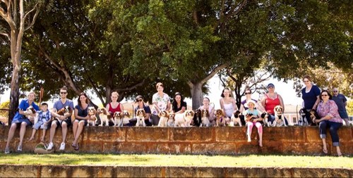 CKCSPerth's profile picture. Cavalier King Charles Spaniel Play Day Group of Perth, Australia