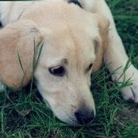 oliver westman (@misterpuppy) 's Twitter Profile