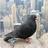 Urban Pigeon