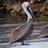 PelicanTom