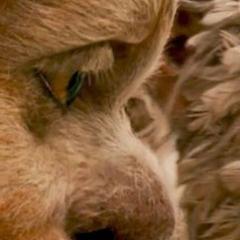 willbebrief's profile picture. 