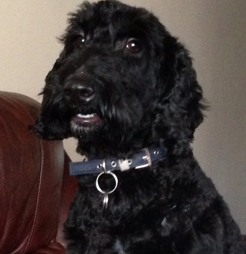 sheparry's profile picture. 