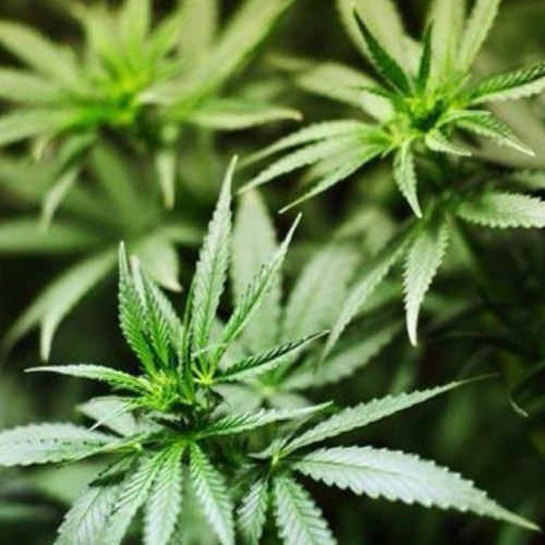 wackytabaaky's profile picture. Expert marijuana strain tester