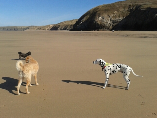 muddypaws2012's profile picture. Dog Walker & Pet sitting service in beautiful Cornwall. Where your pet is treated like one of the family. No kennels here!