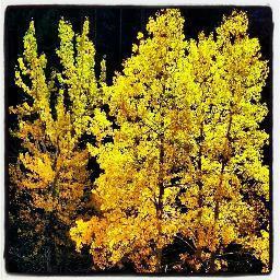 TheGPlusCode's profile picture. If you see the value in optimized search results; you're gonna want to follow along...Coming soon!