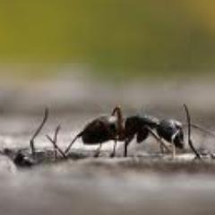 goingtrue's profile picture. 