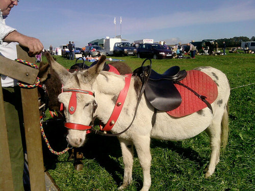 Animal park and donkey rides we have alpacas sheep pigs goats donkeys pets corner that you can enter with rabbits guinea pigs and chickens