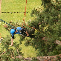 TreesurgeonEu's profile picture. TRee removal, tree surgeon,tree stump grinding, and stump removal service in Manchester