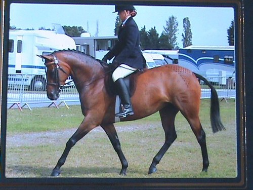 HayleyIsherwoo1's profile picture. loves one direction.