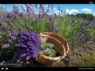 ...a beautiful flower, plant, home, garden and gift emporium...