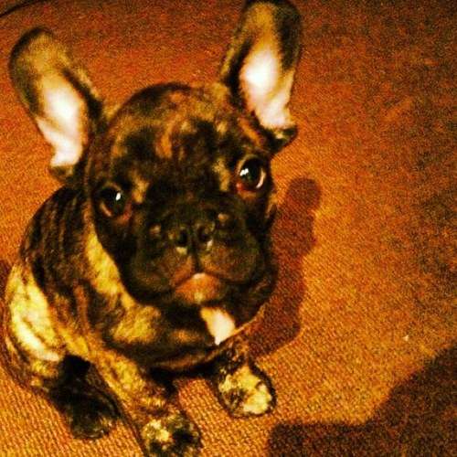 I'm Trev, the French bulldog. Mostly known for my good looks. I star in catastrophic casanova and embrace. Oh and Frankie Cocozza is my dad and best mate
