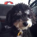 Michelle Pechacek - @shoemichi - Twitter