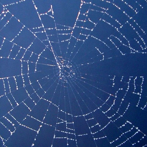 LwjWil's profile picture. IT.