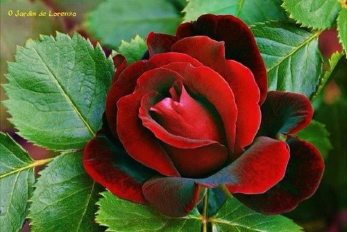 zaharanr's profile picture. 