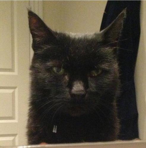 Hello i'm Benjamin's cat, and I hate dogs.