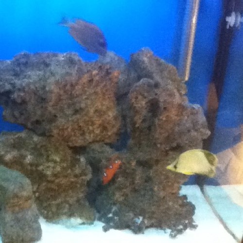 AquaReefs's profile picture. 