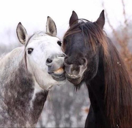 brunette_rider's profile picture. 