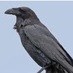 Tim Kitchen (@timkitchen1) Twitter profile photo