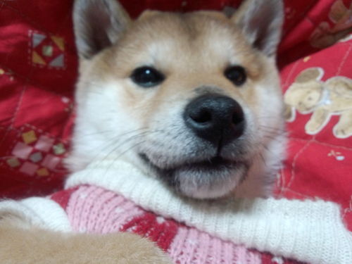 仕事は、看護助手してます(^^)/スポーツが、好きでジムとテニスしてます(^o^)ジムはパーソナル月に2回とスタジオ、筋トレしてます(^^)/