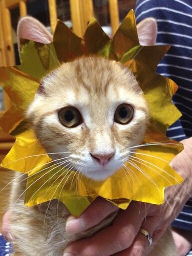 MaebashiMslab's profile picture. 