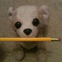 chihuahuazero's profile picture. Aspiring author. Loves writing, reading, music, Chihuahuas and dark chocolate.