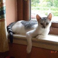 FictionFan (@fictionfan2) 's Twitter Profile