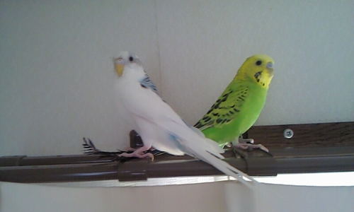鳥が好き。猫も好き。魚も可愛い。生き物大好き！でも一番は鳥(´∀`●)